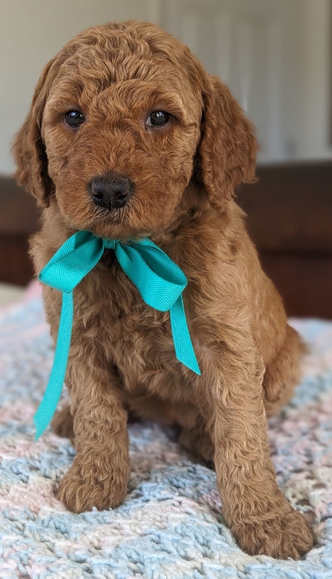 Goldendoodle puppies for sale near me in San Diego CA