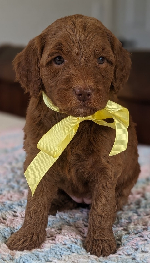 Goldendoodle puppies for sale near me in San Diego CA