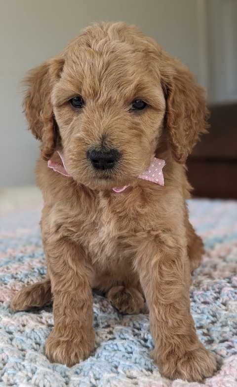 Goldendoodle puppies for sale near me in San Diego CA