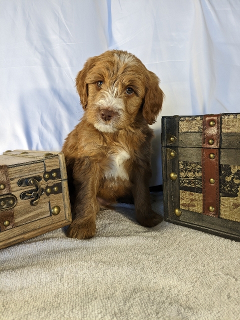 Goldendoodle puppies for sale near me in San Diego CA