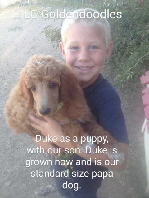 Goldendoodle puppies for sale in San Diego CA