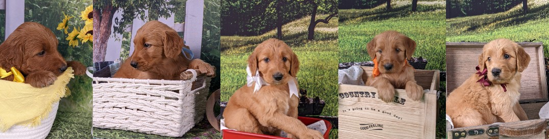 Goldendoodle puppies for sale in San Diego CA