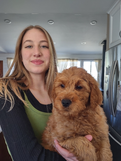 Goldendoodle puppies for sale near me in San Diego CA