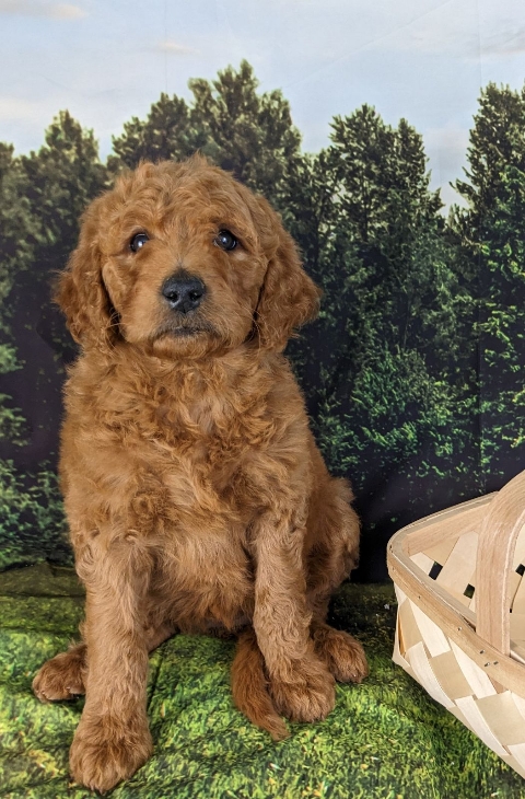 Goldendoodle puppy microchip #39