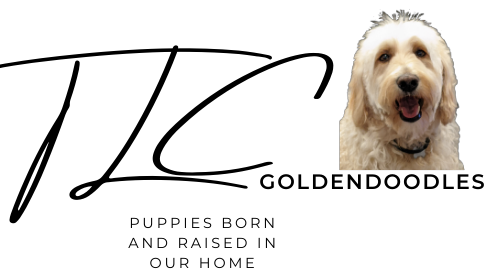 Goldendoodle puppies for sale near me in San Diego CA