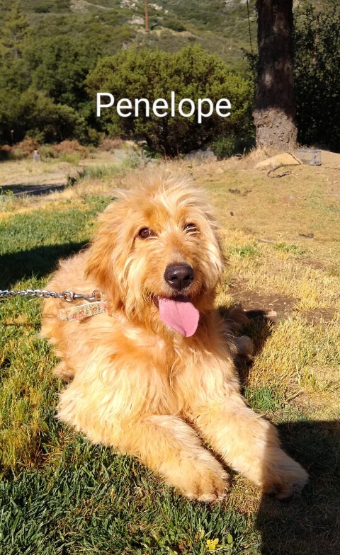 Goldendoodle puppies San Diego CA, TLC Goldendoodle Penelope