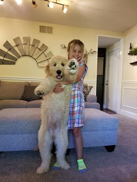 giant golden doodles