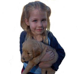 Goldendoodle puppies for sale near me in San Diego CA