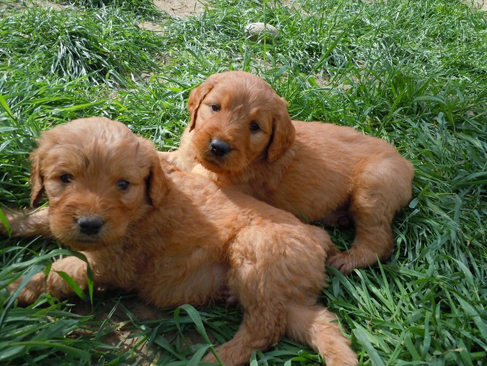 goldendoodle mini puppies. goldendoodle dogs.